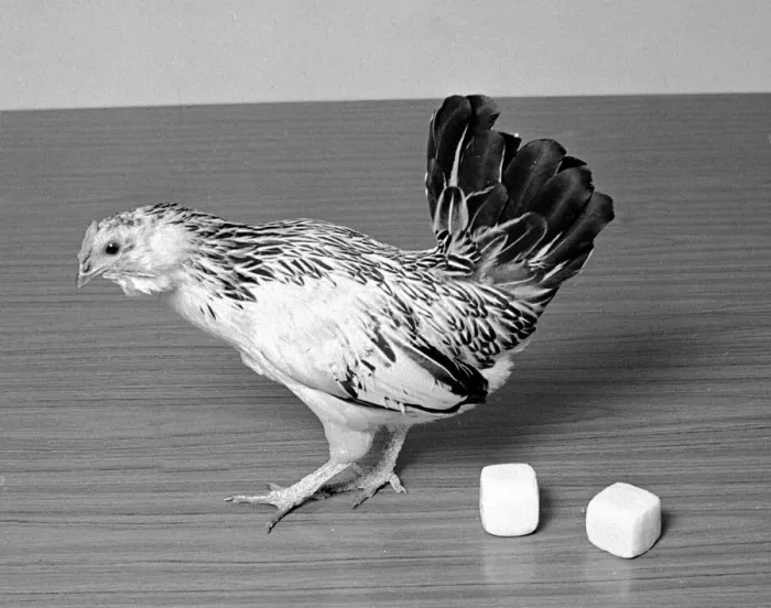 Framed Print : Chicken lays square eggs Circa April 1970 Framed Print : Chicken lays square eggs Circa April 1970
