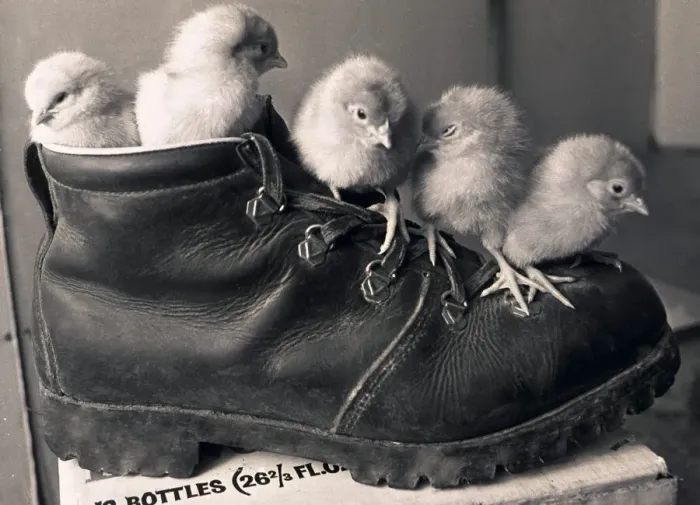 Framed Print : Chicks in a boot @ Meadow Rise Farm, Corley, Coventry. 17th March 1978 Framed Print : Chicks in a boot @ Meadow Rise Farm, Corley, Coventry. 17th March 1978