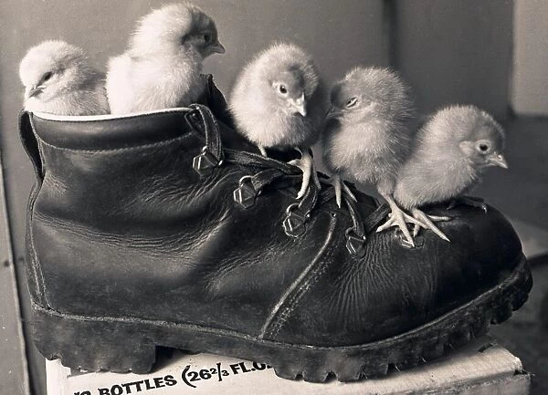 Chicks in a boot @ Meadow Rise Farm, Corley, Coventry. 17th March 1978