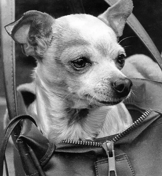 A Chihuahua in a bag