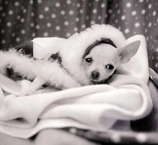 A Chihuahua dog lays huddled in a blanket looking sorry for itself