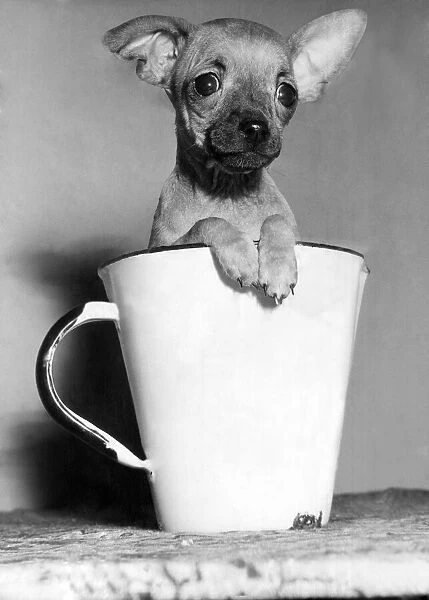 A Chihuahua dog in a pint size cup. February 1960 P000353