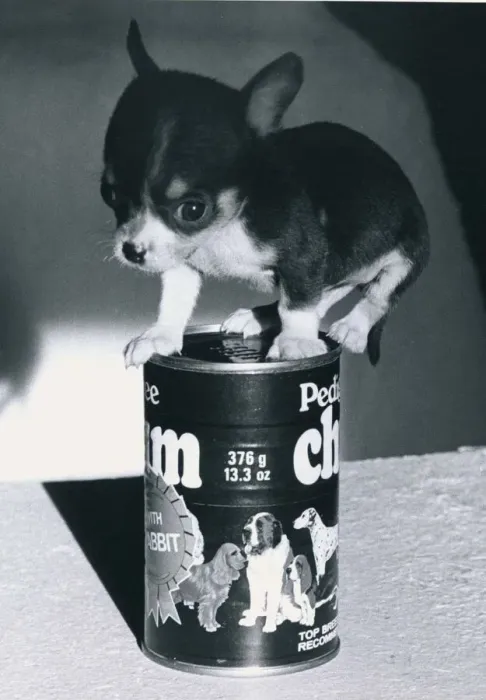 Framed Print : Chihuahua Puppy on a Pedigree Chum tin of dog food January 1981
