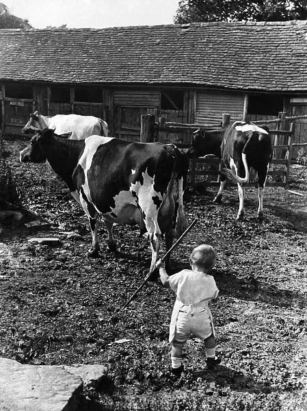 Child on a farm playing with a stick near cows. 7th August 1936