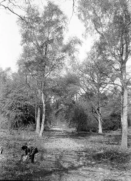 Child playing under a tree in Chipstead Woods November 1918
