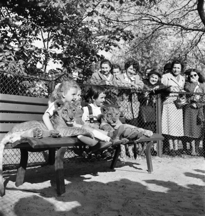 Framed Print : Child visitors to Berlin zoo can play with real live lions Framed Print : Child visitors to Berlin zoo can play with real live lions