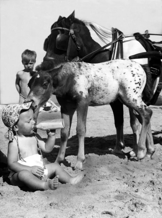 Framed Print : Children with Animals Baby sitting on the beach drinking milk - Foal takes a fancy Framed Print : Children with Animals Baby sitting on the beach drinking milk - Foal takes a fancy