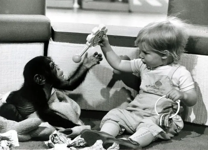 Framed Print : Children - Animals Chimps - May 1982 A Chimps Toy Party Framed Print : Children - Animals Chimps - May 1982 A Chimps Toy Party