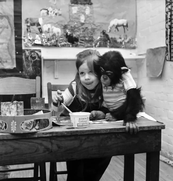 Framed Print : Children with Animals / Cute: Fred a year old chimp with Suzanne Crawley, 4 Framed Print : Children with Animals / Cute: Fred a year old chimp with Suzanne Crawley, 4
