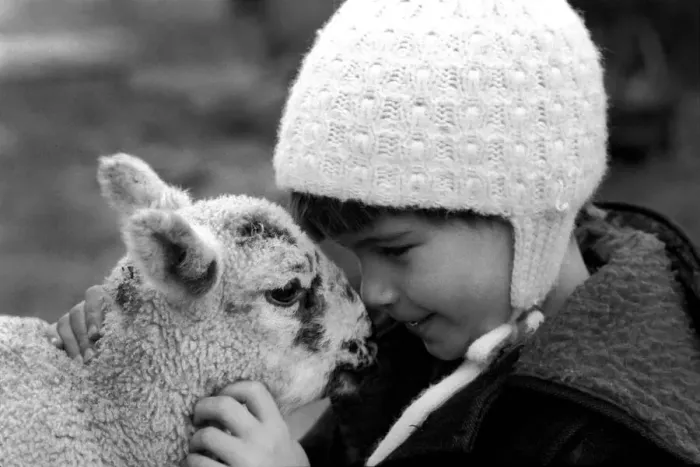 Framed Print : Children / Animals / Cute. Lamb and Child. December 1976 76-07533-012 Framed Print : Children / Animals / Cute. Lamb and Child. December 1976 76-07533-012