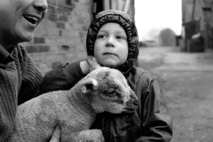 Framed Print : Children / Animals / Cute. Lamb and Child. December 1976 76-07533-002 Framed Print : Children / Animals / Cute. Lamb and Child. December 1976 76-07533-002