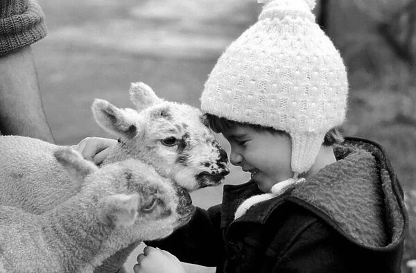 Children  /  Animals  /  Cute. Lambs and Child. December 1976 76-07533-007