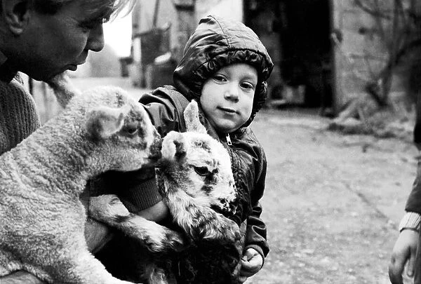 Children  /  Animals  /  Cute. Lambs and Child. December 1976 76-07533-013