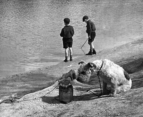 Children with Animals - Dog Peg the Dog keeps an eye on the fish in the jar as