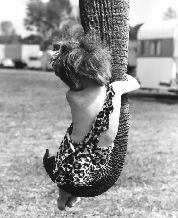 Framed Print : Children Animals Elephants A young boy dressed as Tarzan in a Leopard skin costume
