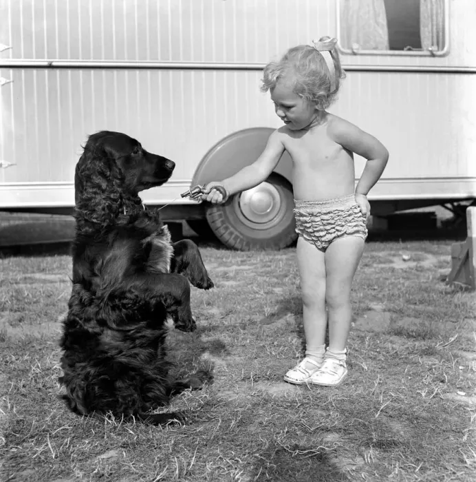 Framed Print : Children and animals friendship. Mr. and Mrs. R. Smart, holds up Rinty, the Spaniel Framed Print : Children and animals friendship. Mr. and Mrs. R. Smart, holds up Rinty, the Spaniel