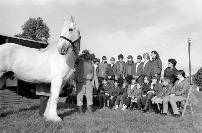 Framed Print : Children with animals: Sovereign'the massive grey Shire dray horse belonging