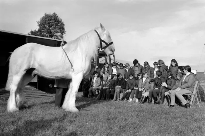 Framed Print : Children with animals: Sovereign'the massive grey Shire dray horse belonging