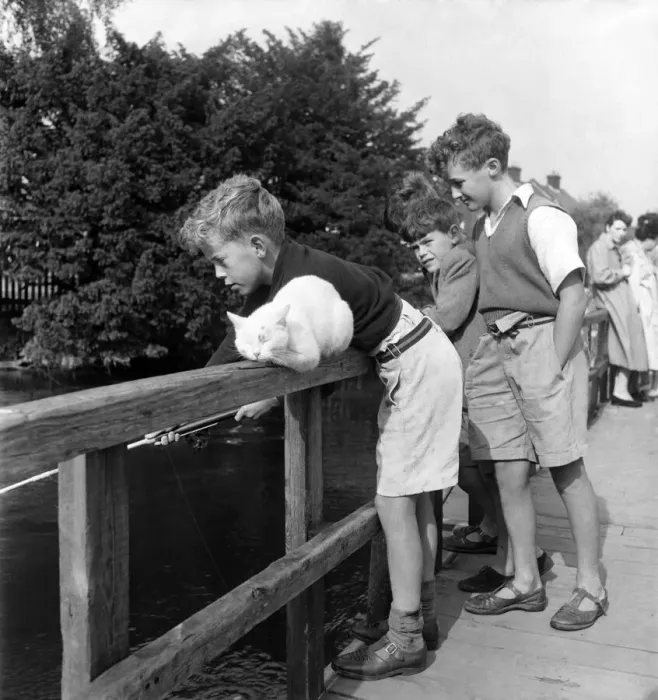 Framed Print : Children Fishing in river Avon near Salisbury & cat watches. August 1952 C4155