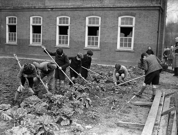 Children gardening during the Second World War. c. 1940