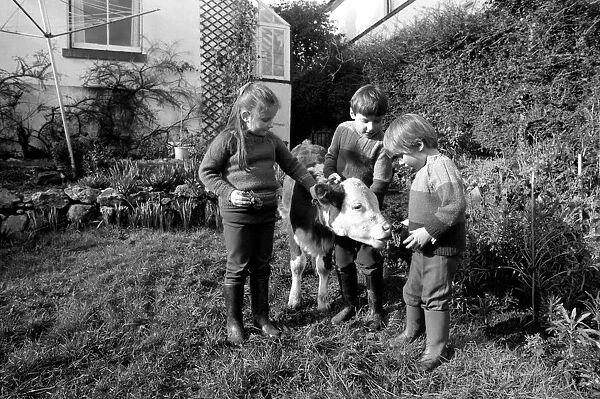 Children lead a baby bull in their garden at Teignmouth. February 1975 75-00846