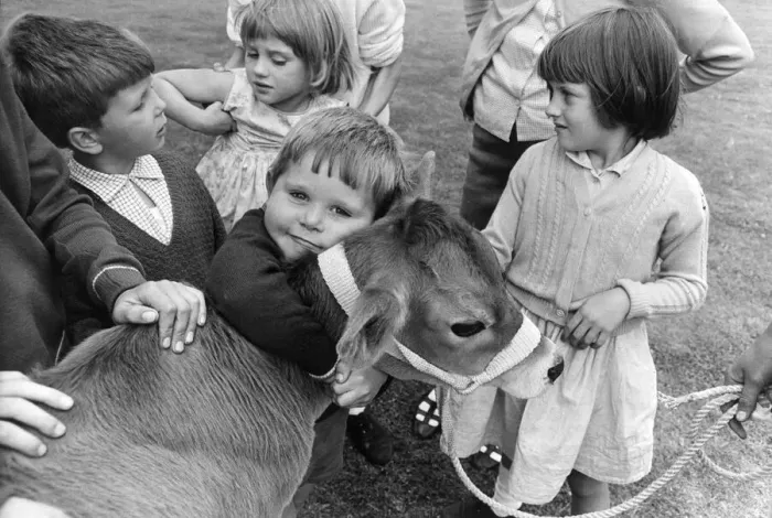 Framed Print : Children at one of Londons City Farms seen here cuddling a calf Framed Print : Children at one of Londons City Farms seen here cuddling a calf
