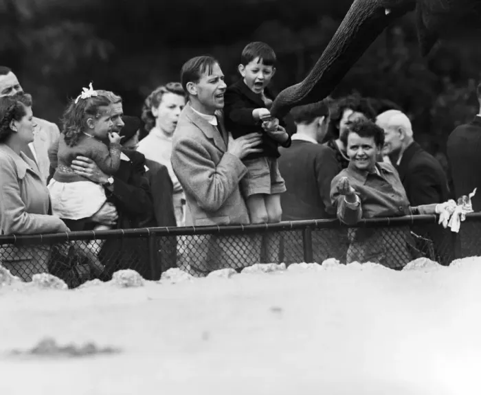Framed Print : Children looking at elephants at London Zoo. 21st September 1953 Framed Print : Children looking at elephants at London Zoo. 21st September 1953
