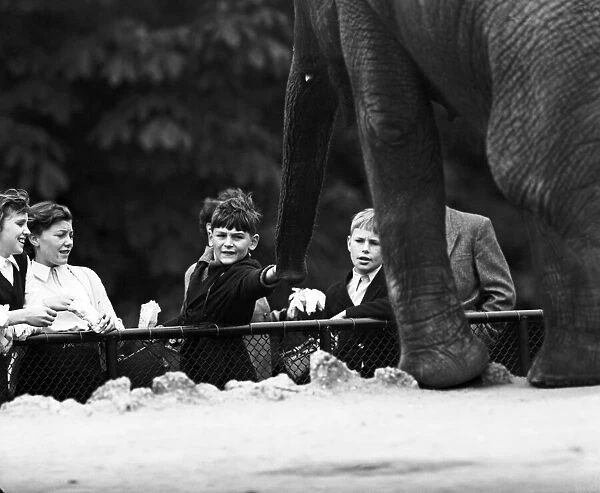 Children looking at elephants at London Zoo. 21st September 1953