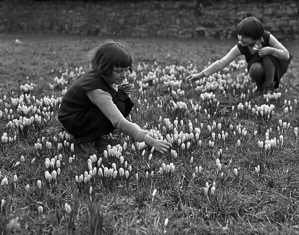 Children picking crocus flowers in the woods. Circa 1948