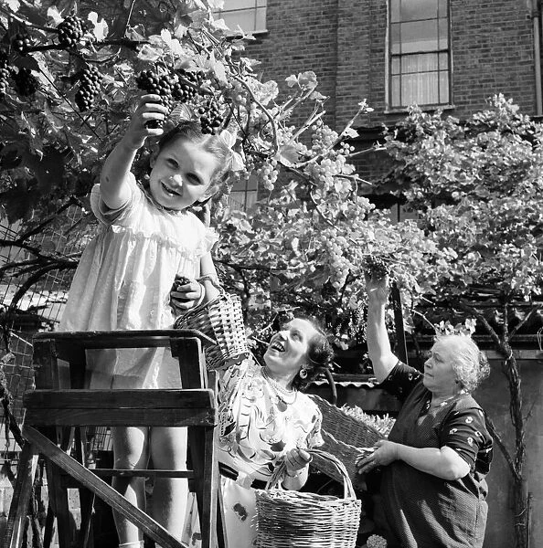Children picking grapes from the vine in Camden Town London