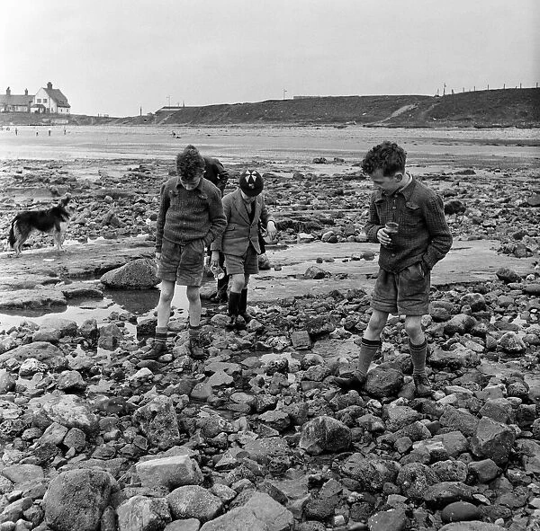 Children picking whelks in Sunderland, Tyne and Wear. 28th April 1954