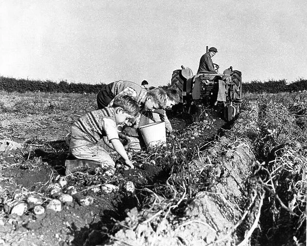 Some of the children of Pity Me in County Durham potato or tattie picking in October 1962