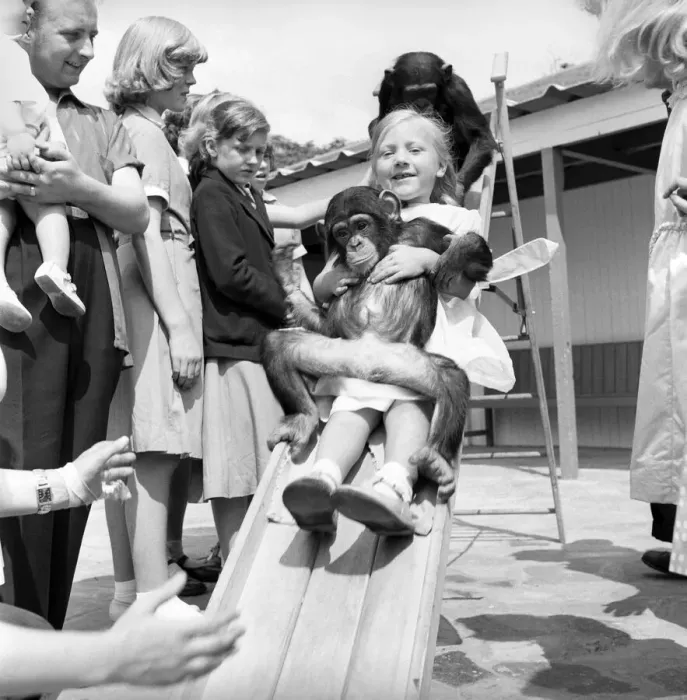 Framed Print : Children play with baby Chimpanzee at Whipsnade Zoo. 1961