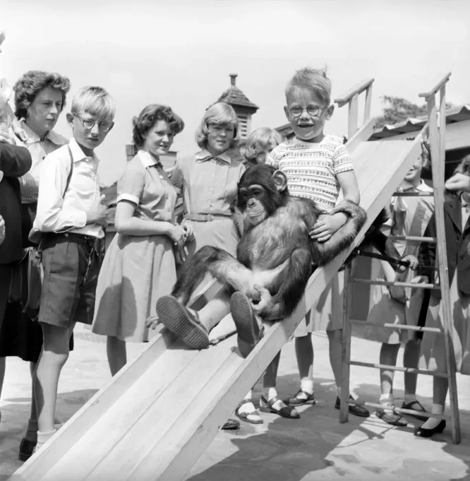 Framed Print : Children play with baby Chimpanzee at Whipsnade Zoo. 1961 Framed Print : Children play with baby Chimpanzee at Whipsnade Zoo. 1961