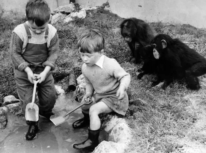 Framed Print : Children playing with monkeys at Chester Zoo, 16th May 1960 Framed Print : Children playing with monkeys at Chester Zoo, 16th May 1960