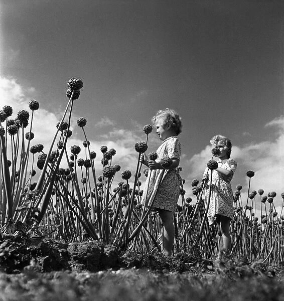 Children playing amongst Onion growing in Colchester, Essex. 11th September 1952