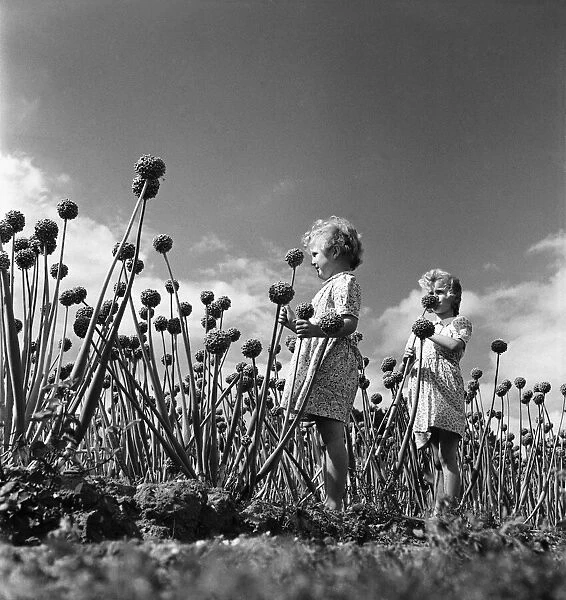 Children playing amongst Onion growing in Colchester Essex. September 1952 C4427