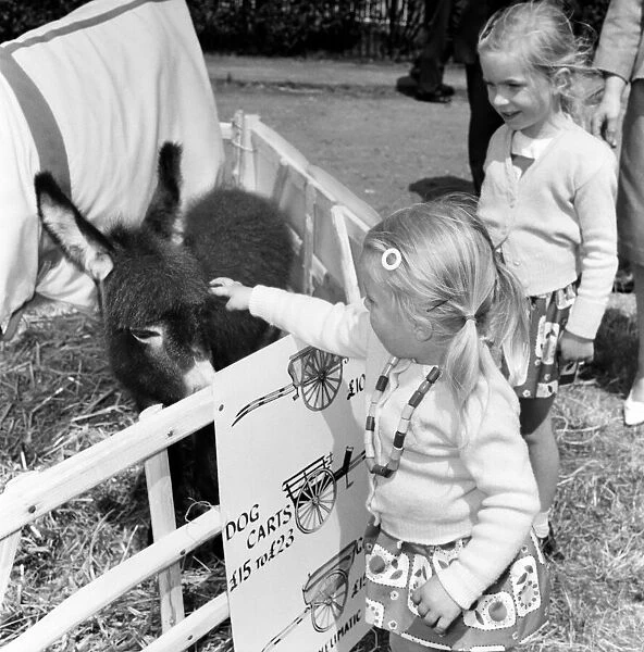 Children playing with a young donkey foal at the Richmond Horse Show