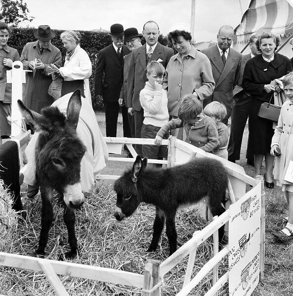 Children playing with a young donkey foal at the Richmond Horse Show, Greater London