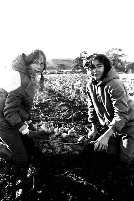 Framed Print : These children are potato picking or spud bashing as some of us like to call it Framed Print : These children are potato picking or spud bashing as some of us like to call it