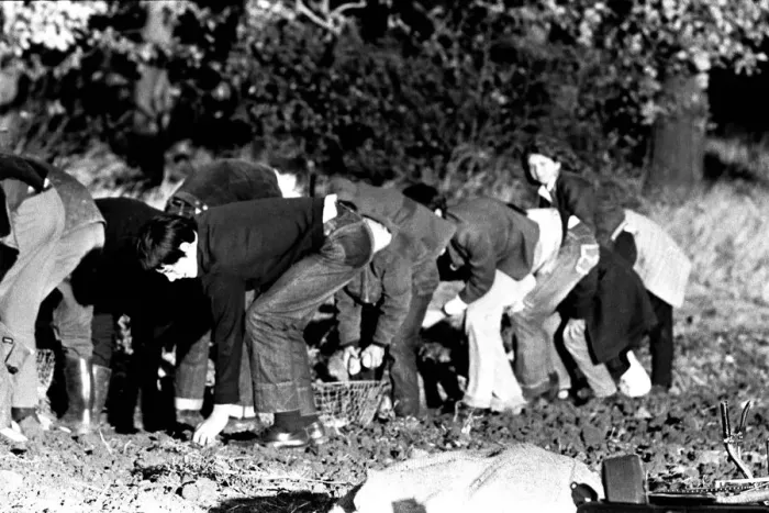 Framed Print : These children are potato picking or spud bashing as some of us like to call it Framed Print : These children are potato picking or spud bashing as some of us like to call it