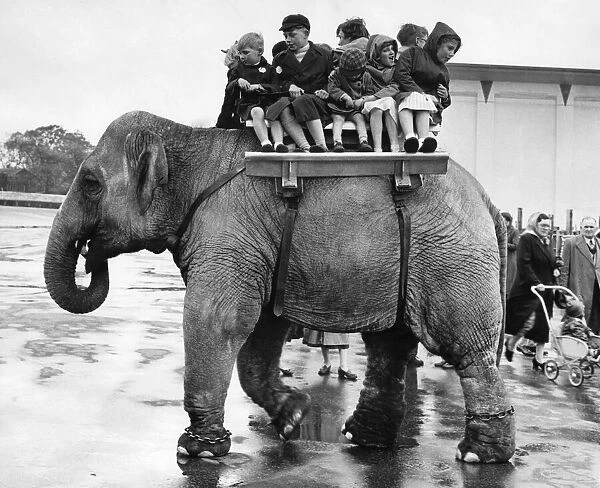 Children ride on the back of an elephant at Belle Vue Manchester. May 1957 P009424