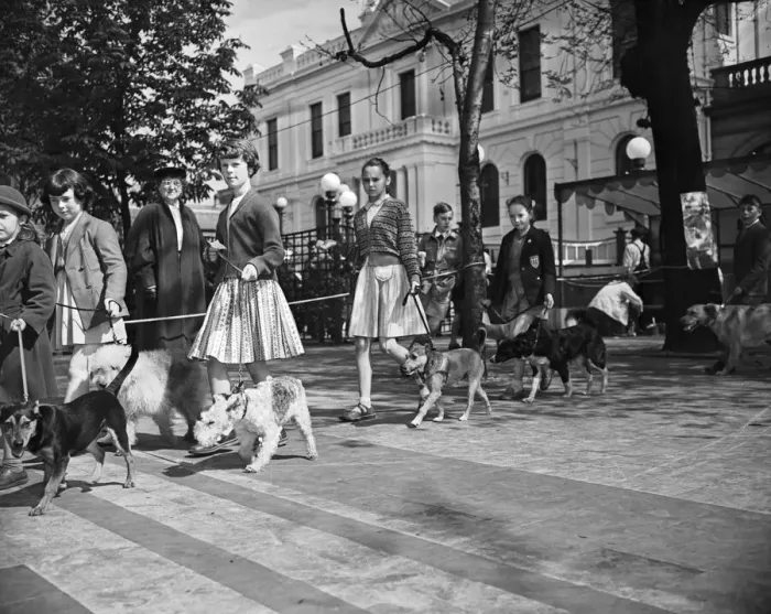 Framed Print : Childrens Pet Dog Show at Southport, the parade of all shapes and sizes at the show