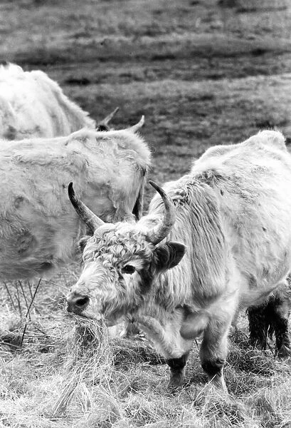 Chillingham cattle