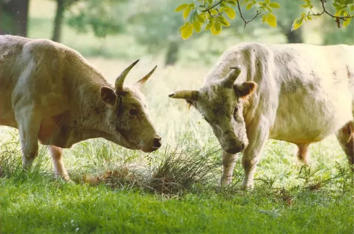 Framed Print : Chillingham wild cattle