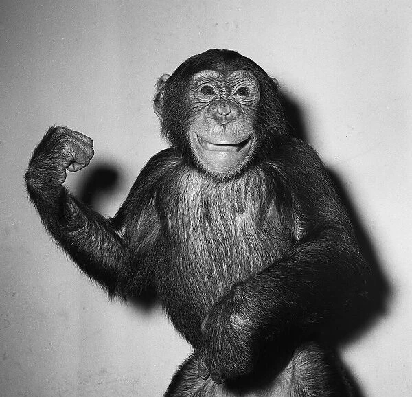 A Chimp 1955 'Come and have a go if you think you