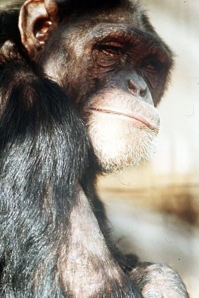 Chimp April 1991