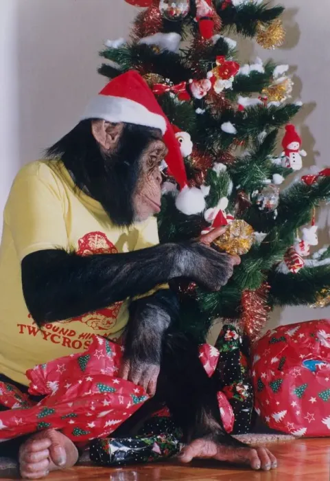 Framed Print : This chimp called Josie from Twycross zoo, Warwickshire is getting into party mood for Framed Print : This chimp called Josie from Twycross zoo, Warwickshire is getting into party mood for