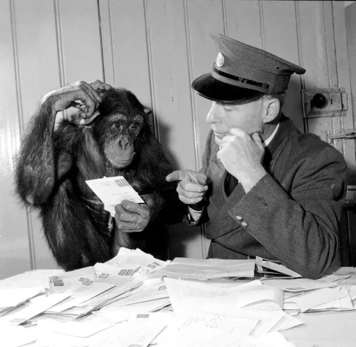 Framed Print : Chimp Fifi helps keeper Smith to read through all the letters from Daily Mirror readers