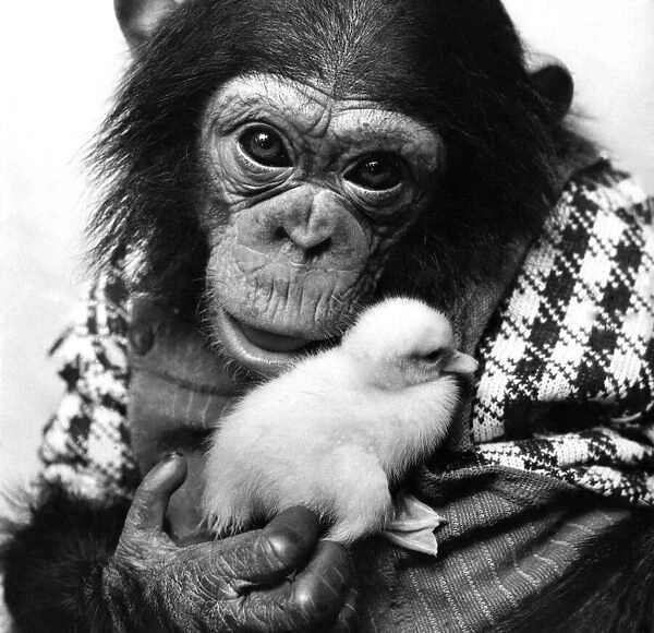 A Chimp holding a fluffy baby chick. Circa 1980 P004072